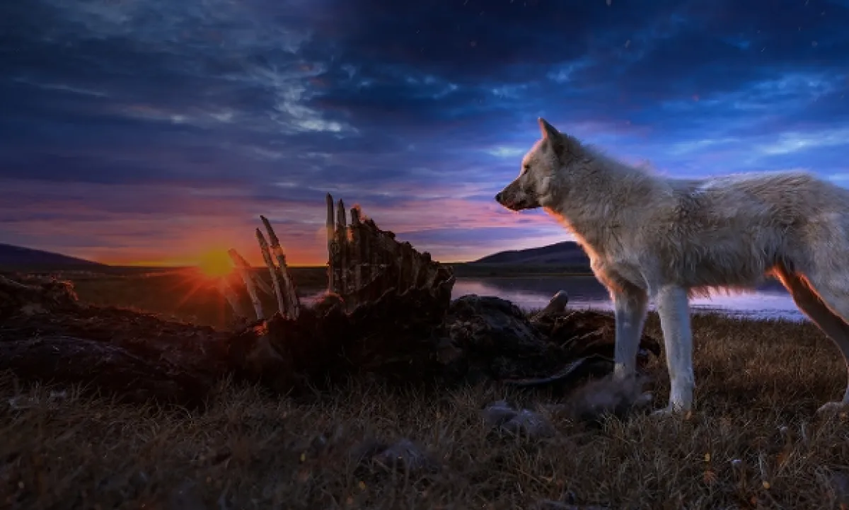 Království vlka arktického (Kingdom of The White Wolf), 2019 - fotogaléria