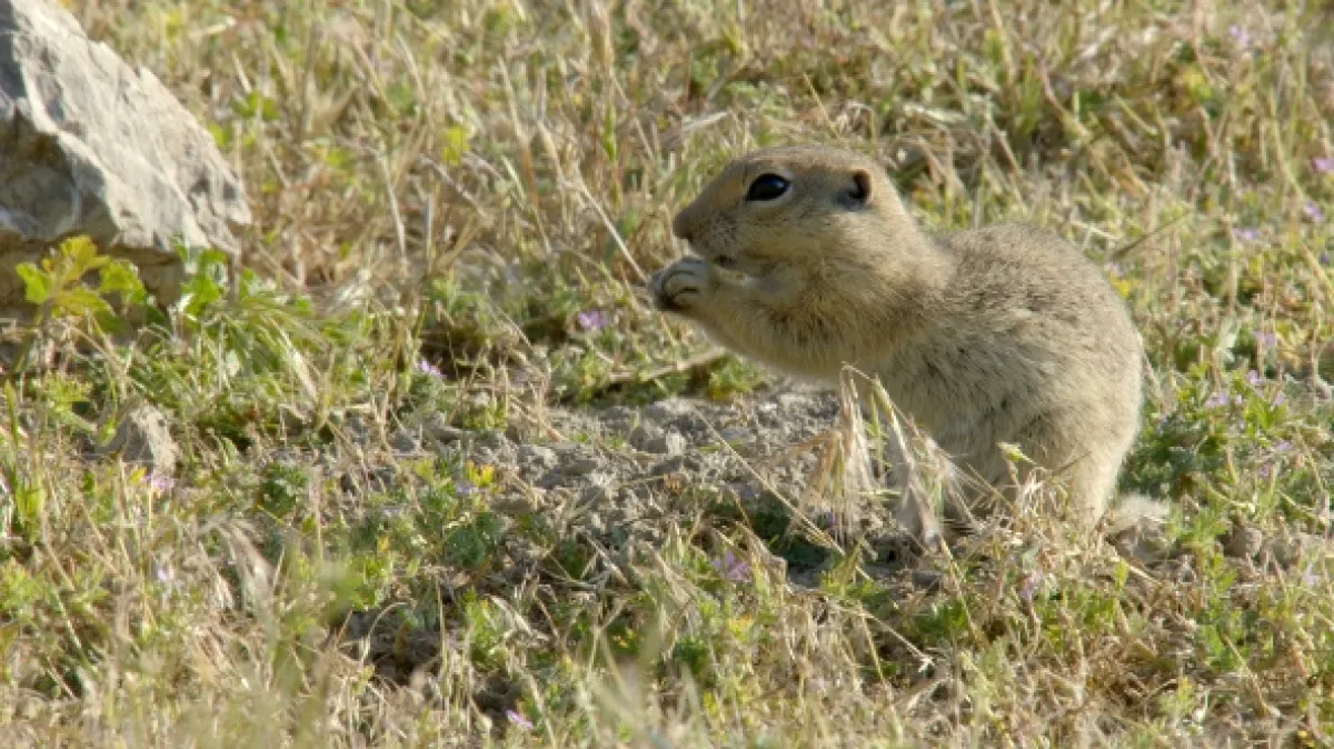 Nedotknutý raj: Turecko (Wild Edens: Turkey), 2019 - fotogaléria