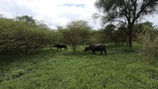 Po jednej stope do Afriky (6/17)