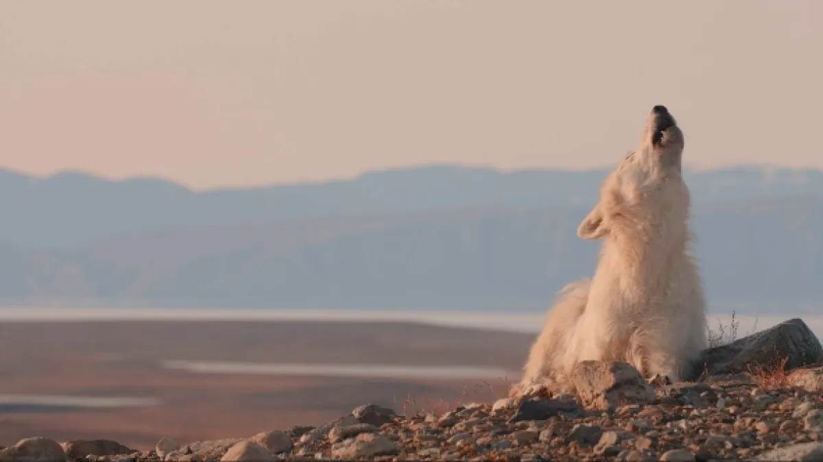 Království vlka arktického (Kingdom of The White Wolf), 2019 - fotogaléria
