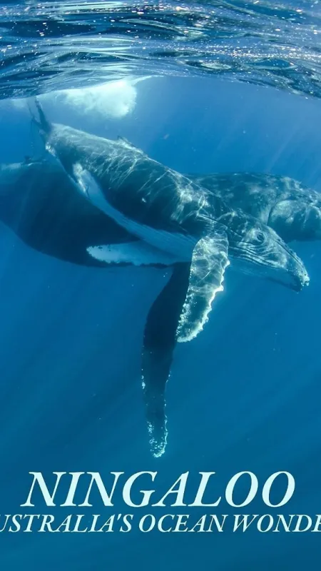 Ningaloo: Australský ráj, 2023 - fotogaléria