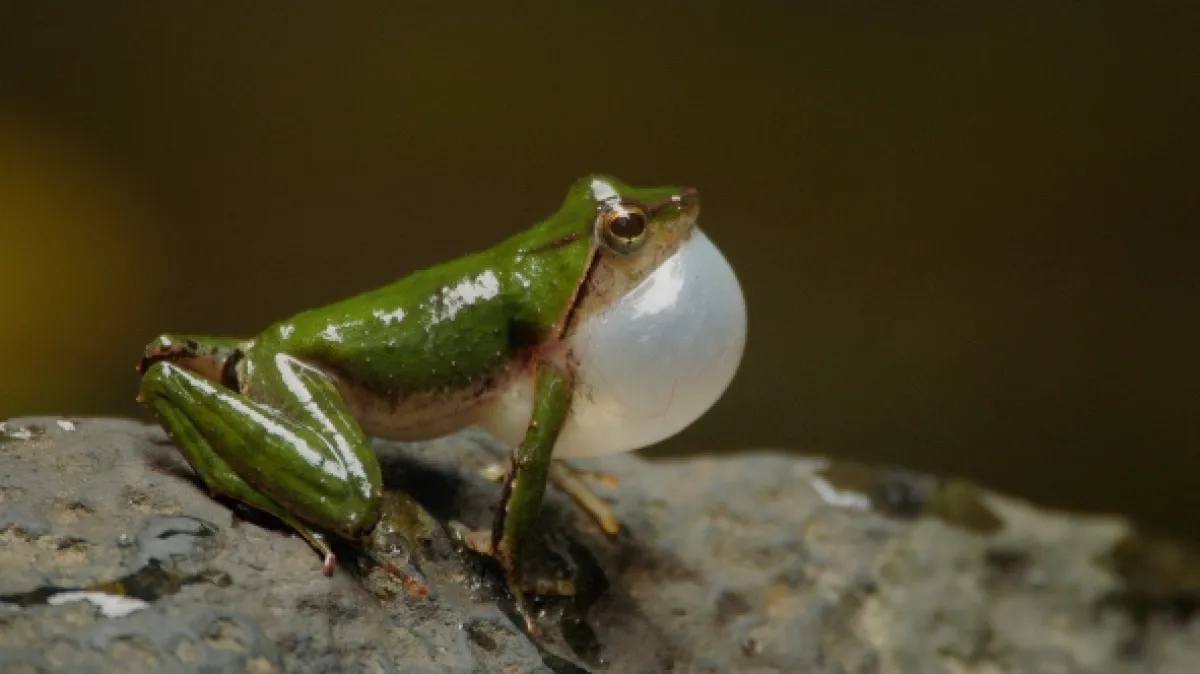 Stratení králi z Bioka - fotogaléria