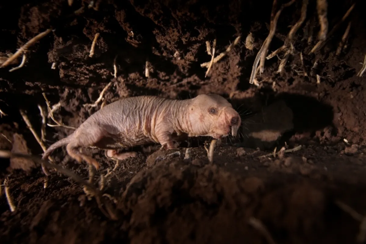 Rypoš lysý: Nejpodivnější superhrdina (Naked Molerat: Nature’s Weirdest Superhero), 2018 - fotogaléria