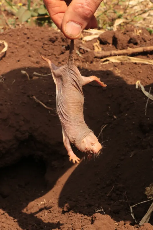 Rypoš lysý: Nejpodivnější superhrdina (Naked Molerat: Nature’s Weirdest Superhero), 2018 - fotogaléria