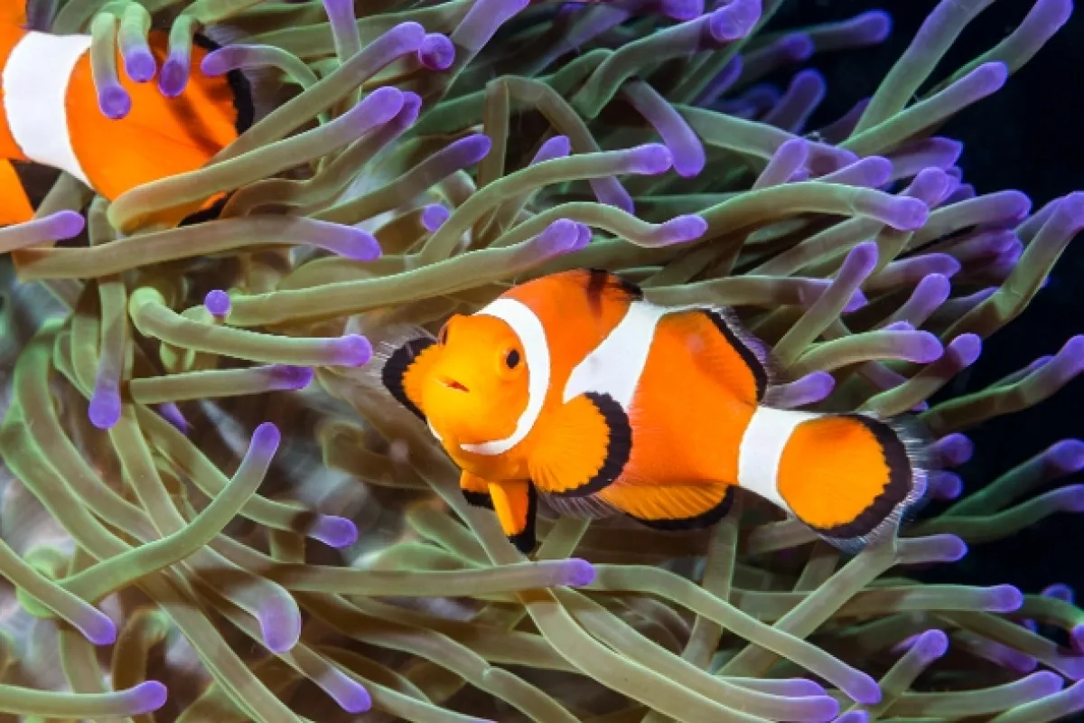 Nečekaná partnerství (Mad Match: Nature’s Strangest Relationships), 2019 - fotogaléria