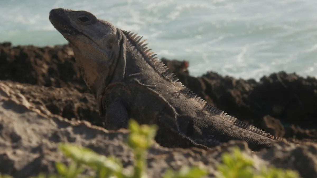 Mexiko, ostré papričky po mexicky - fotogaléria