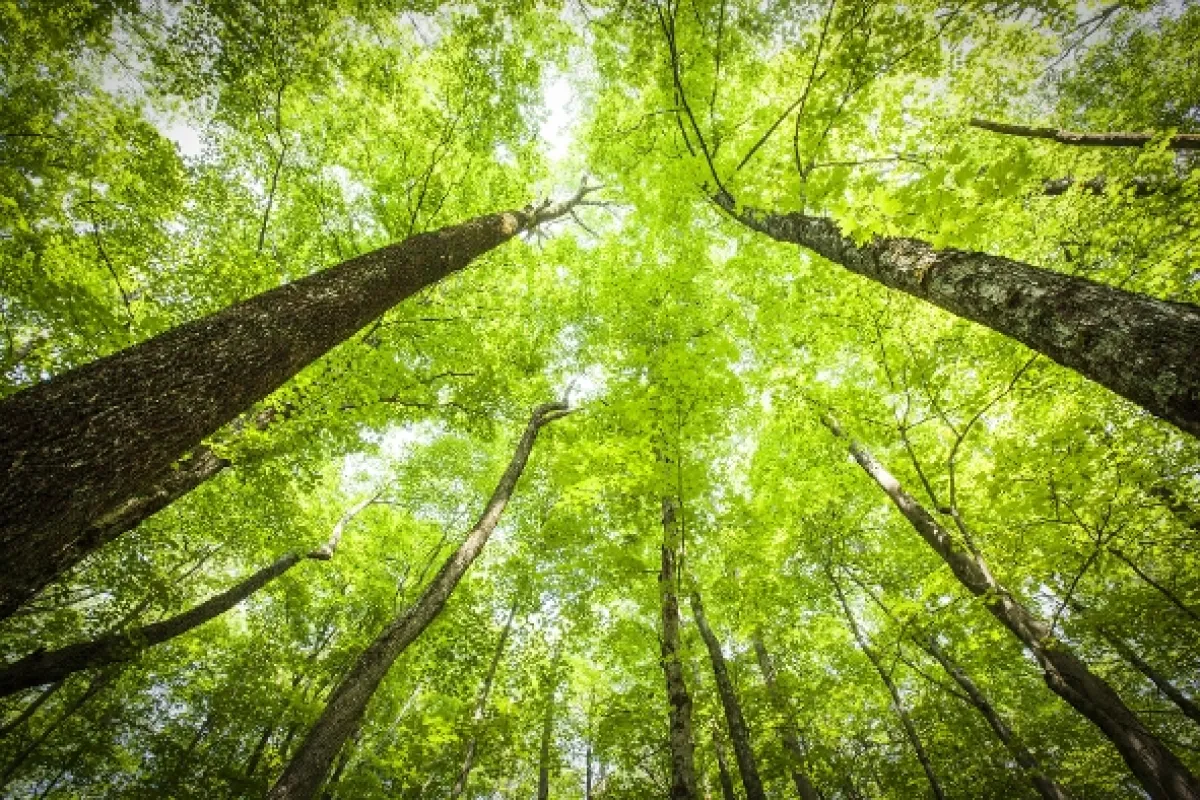Zázračná planéta: Zelená planéta - fotogaléria
