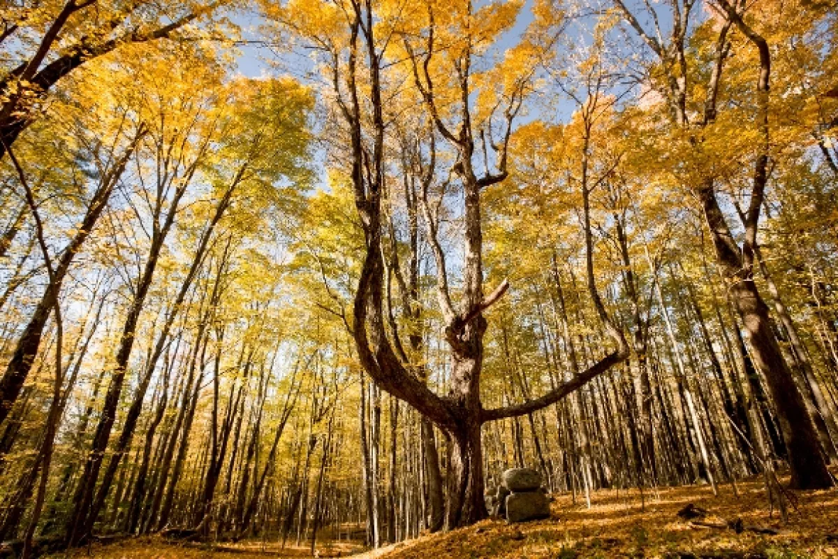 Zázračná planéta: Zelená planéta - fotogaléria