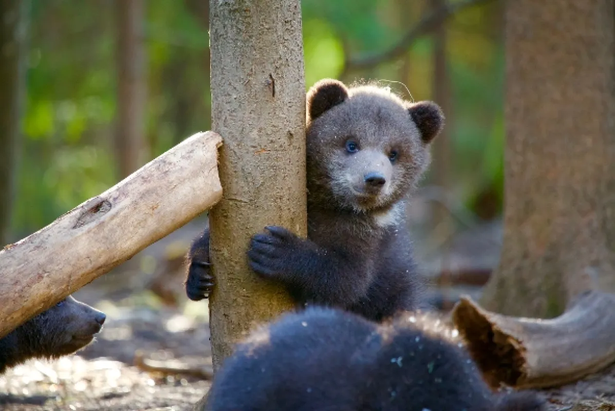 Malí grizzlyové a já (Grizzly Bear Cubs & Me), 2018 - fotogaléria