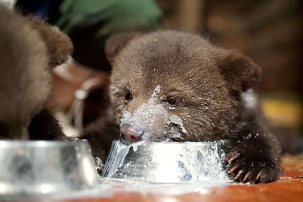 Malí grizzlyové a já (Grizzly Bear Cubs & Me), 2018 - fotogaléria