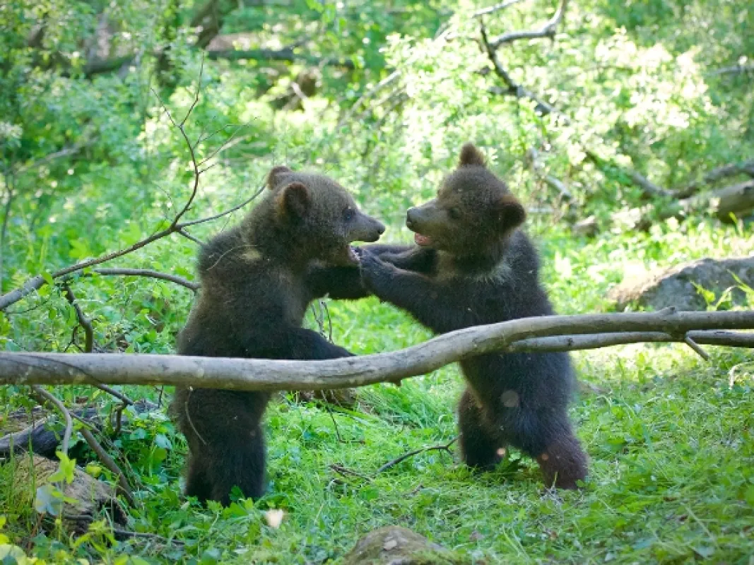 Malí grizzlyové a já (Grizzly Bear Cubs & Me), 2018 - fotogaléria