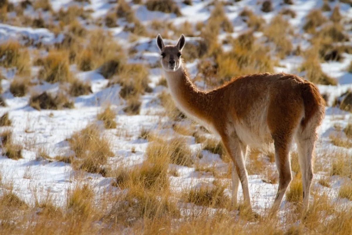Divoká Patagónia - fotogaléria