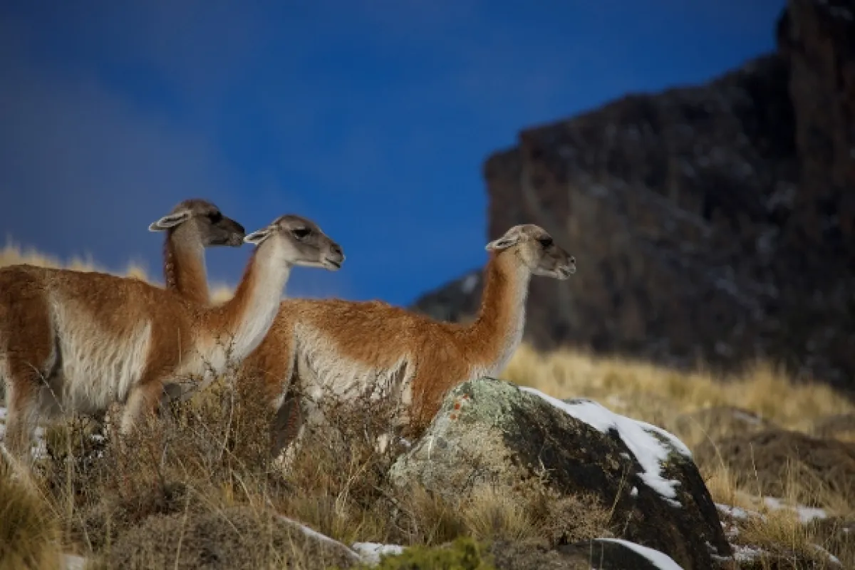 Divoká Patagónia - fotogaléria