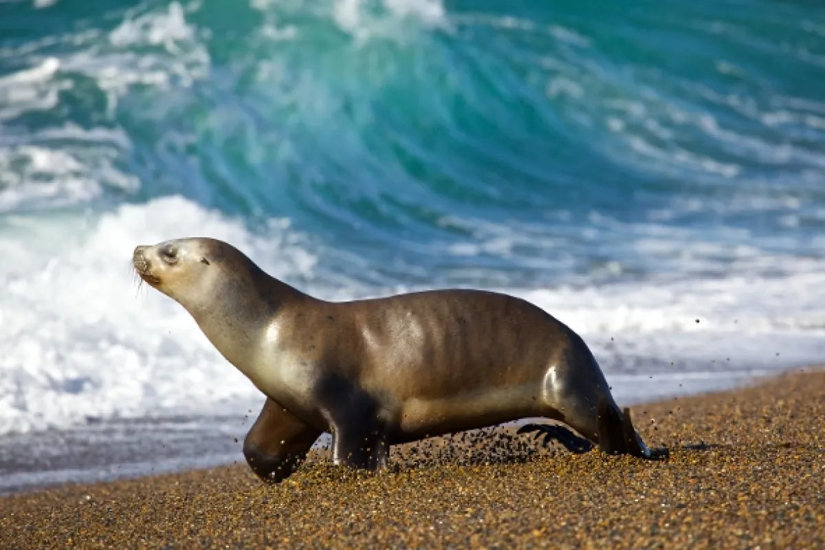 Divoká Patagónia - fotogaléria