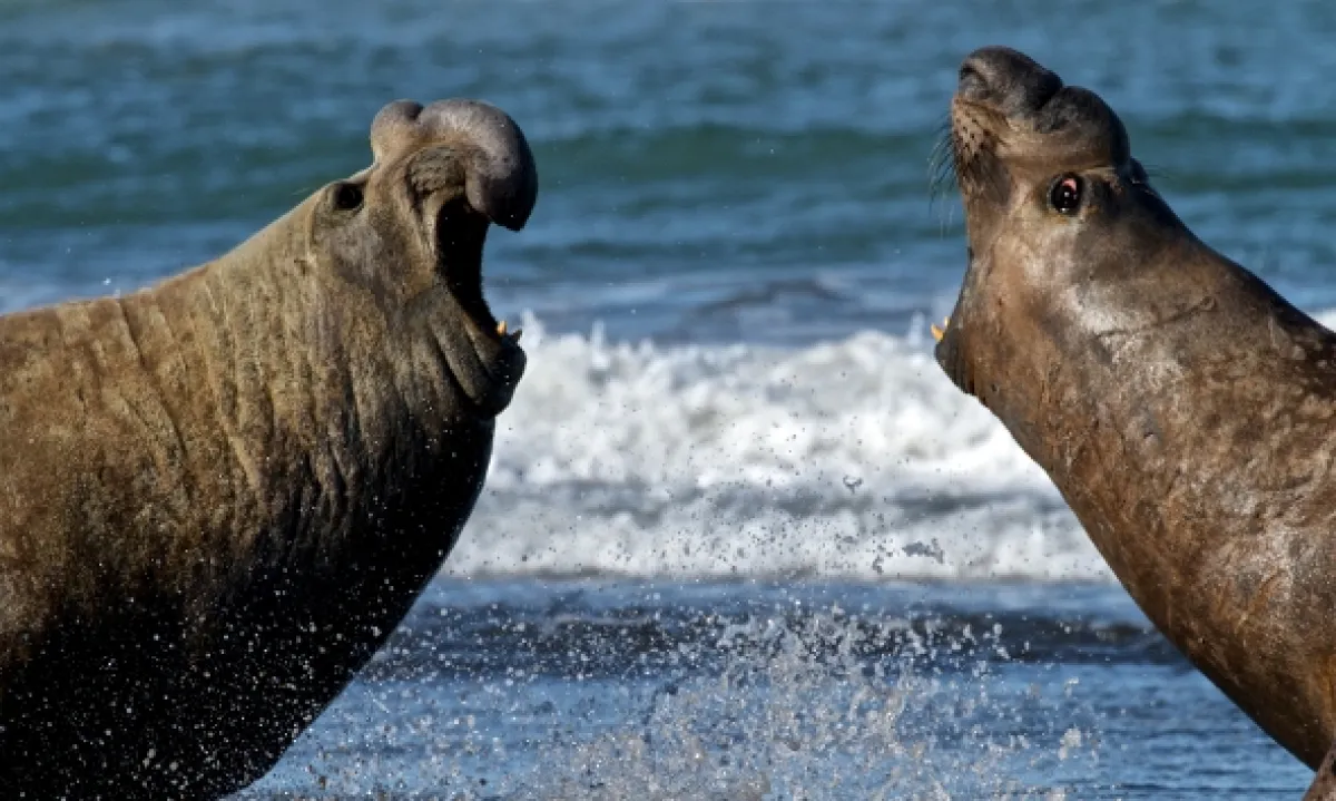 Divoká Patagónia - fotogaléria