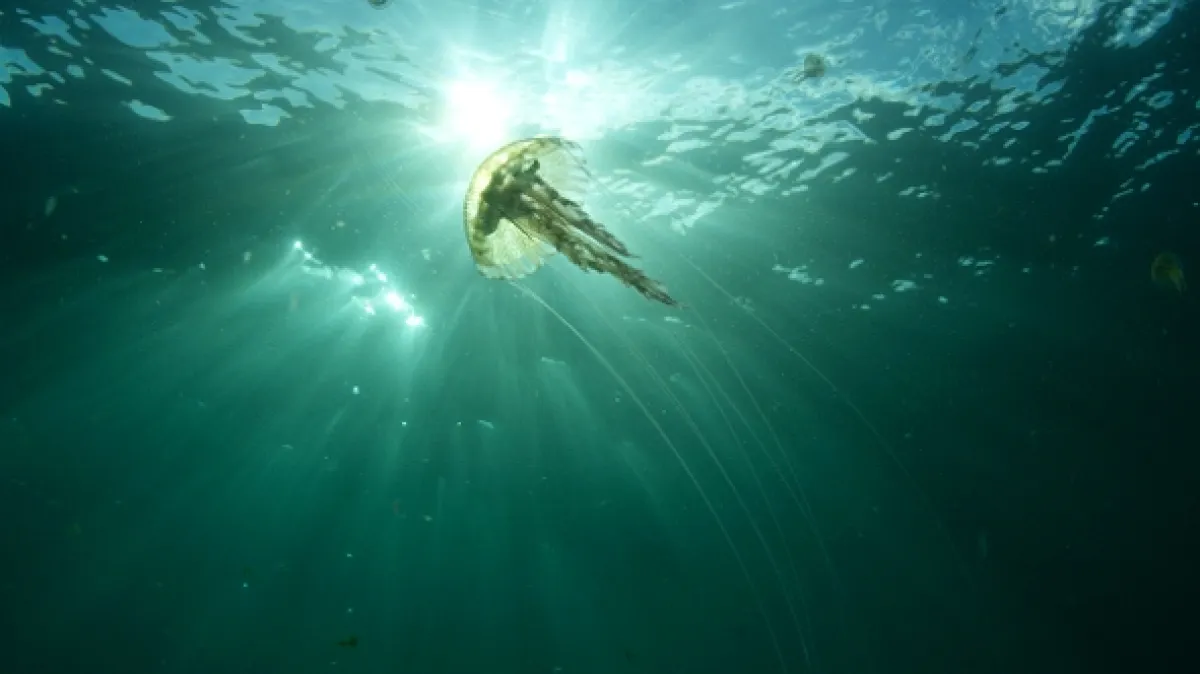 Hlbiny Atlantiku, 2018 - fotogaléria