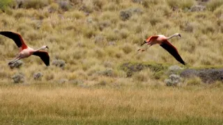 Divoká Patagónia