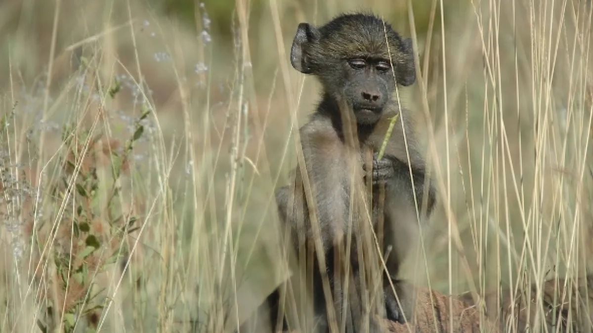 Na cestě po jihoafrické Mpumalanze, 2016 - fotogaléria