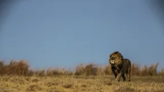 Okavango - rieka snov (3/4)
