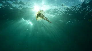 Hlbiny Atlantiku (2)