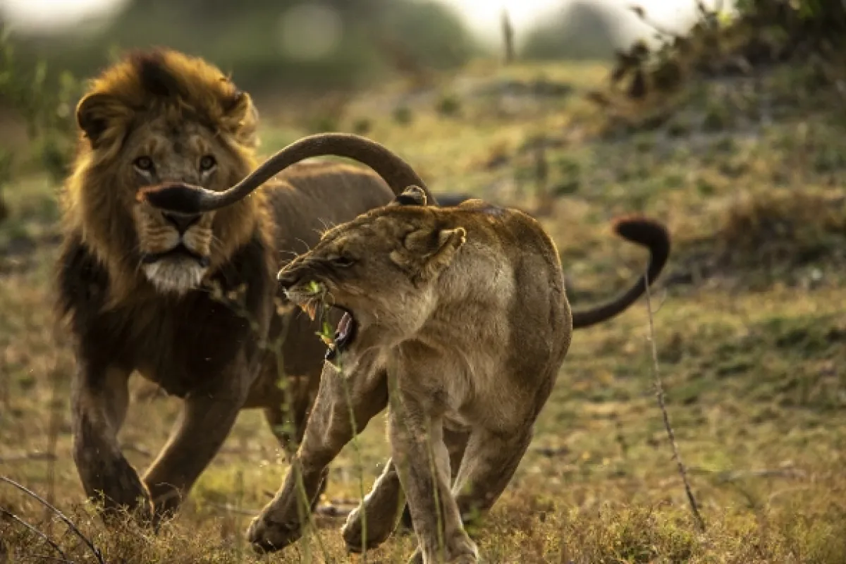 Okavango - rieka snov - fotogaléria