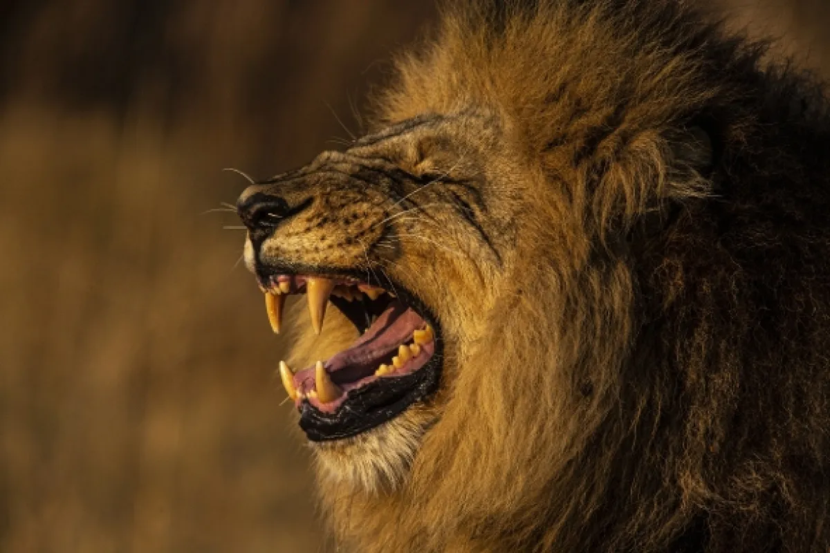 Okavango - rieka snov - fotogaléria