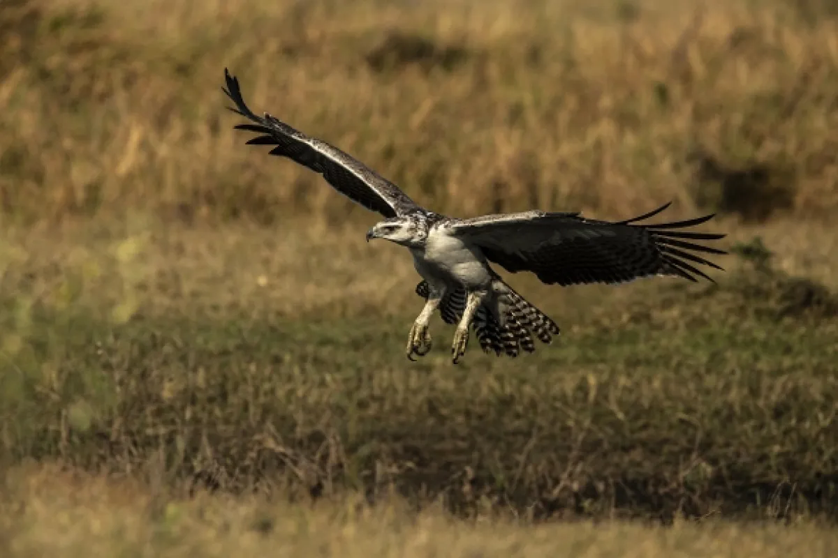 Okavango - rieka snov - fotogaléria