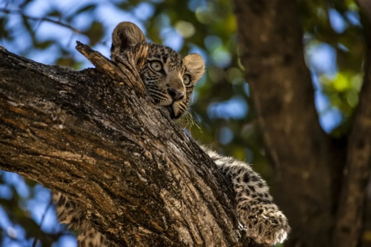 Okavango - rieka snov - fotogaléria