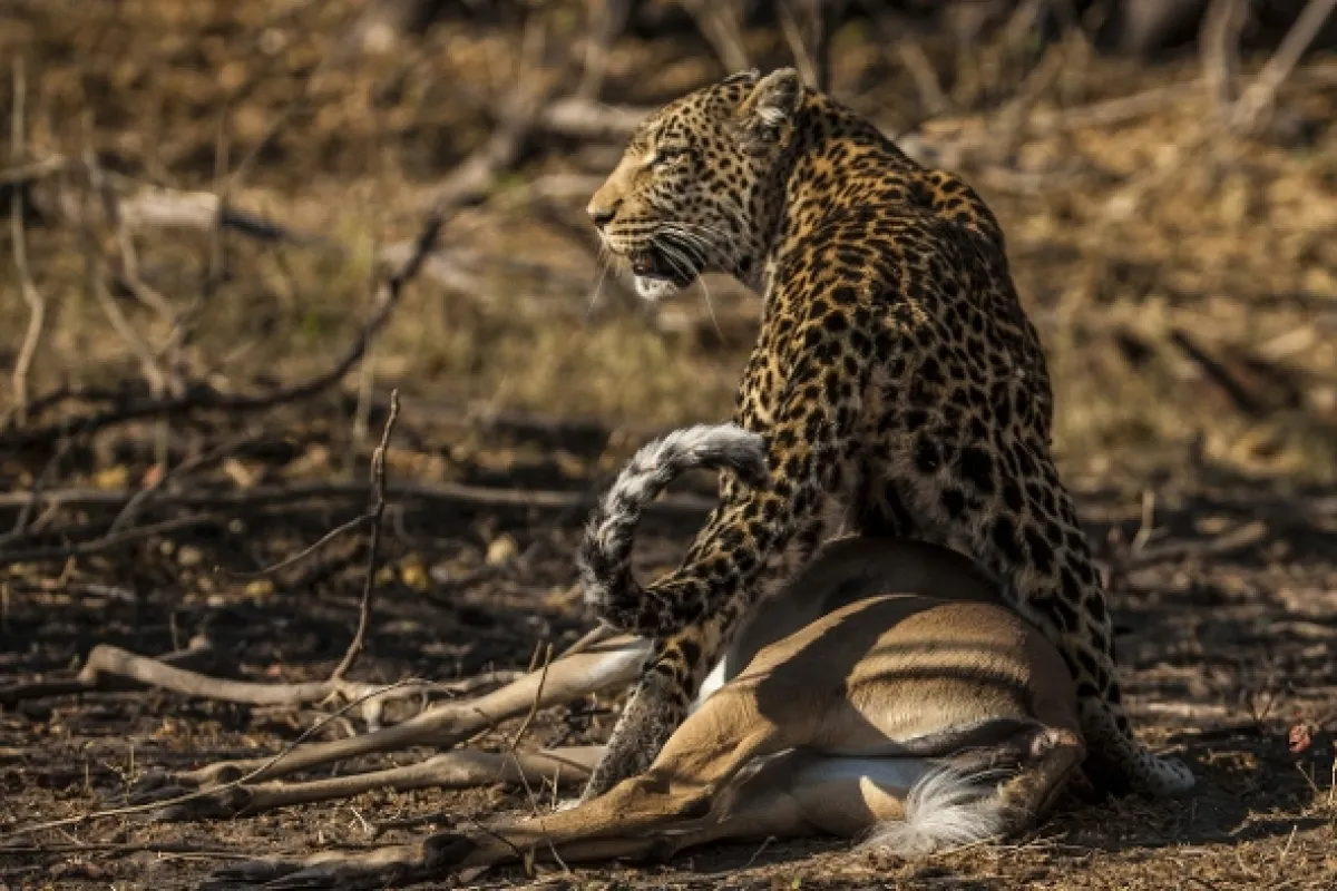 Okavango - rieka snov - fotogaléria