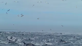 Úžasní mořští predátoři (2)