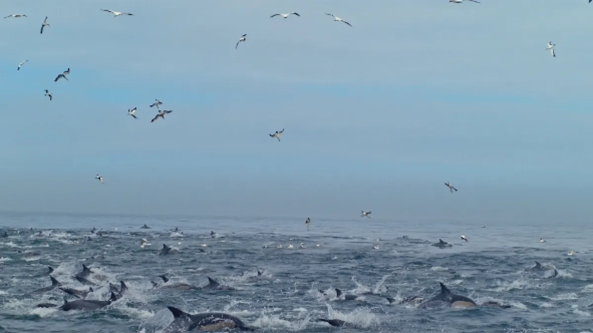 Úžasní mořští predátoři (Genius Sea Hunters), 2019 - fotogaléria