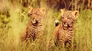 Zázračná planéta: Serengeti II (1/6)