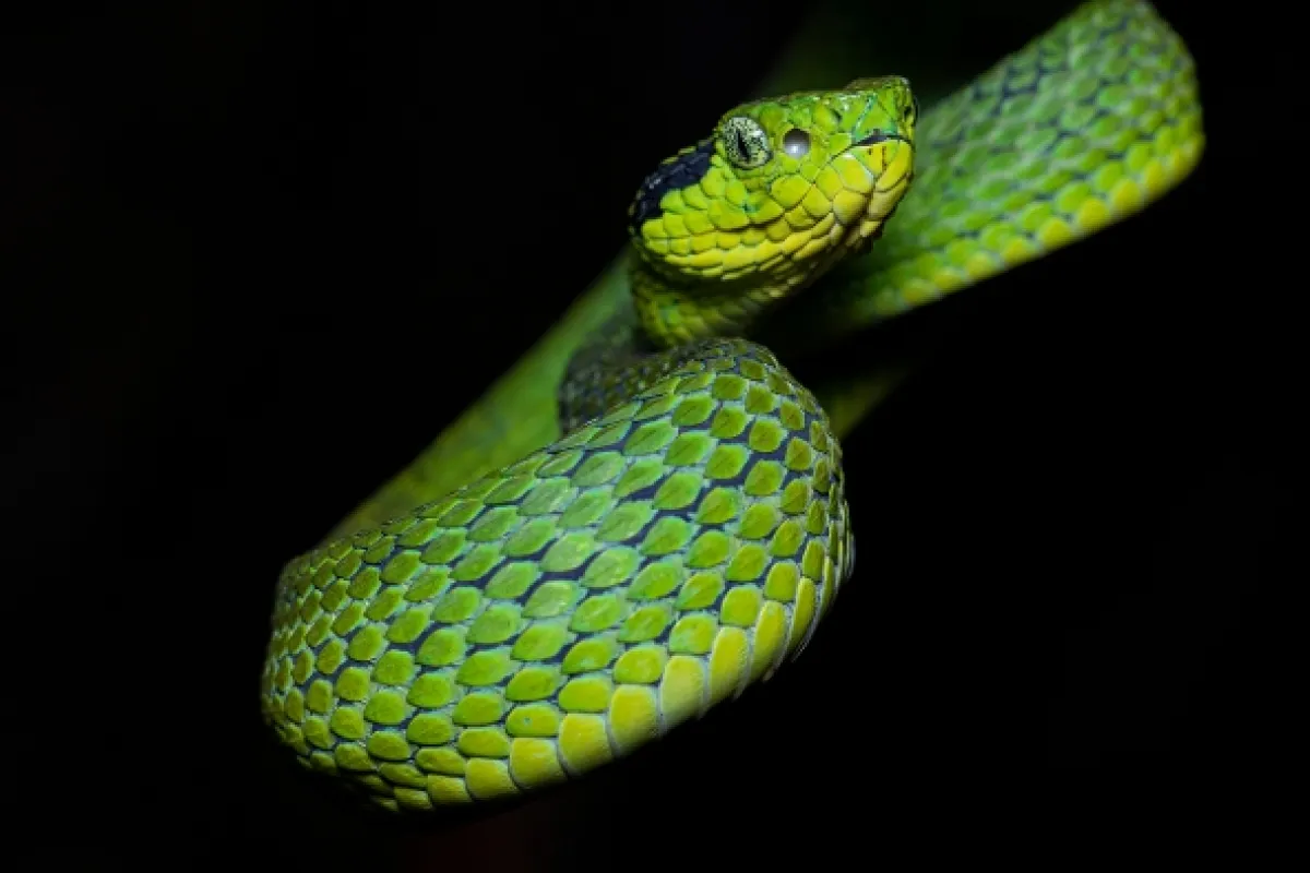 Nejpodivnější hadi světa (World’s Weirdest Snakes), 2020 - fotogaléria