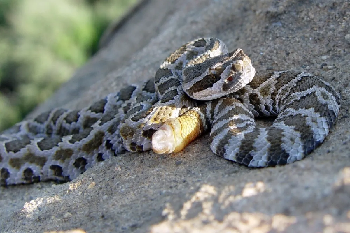 Nejpodivnější hadi světa (World’s Weirdest Snakes), 2020 - fotogaléria