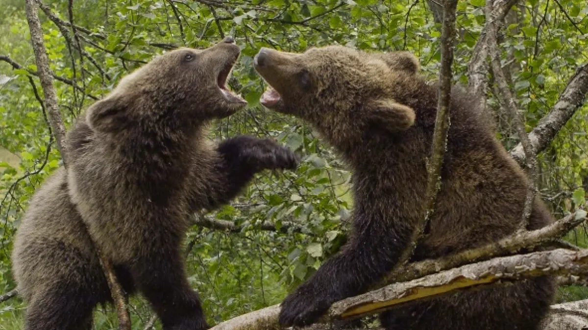 Méďové Václava Chaloupka (Beary Tales), 2014 - fotogaléria