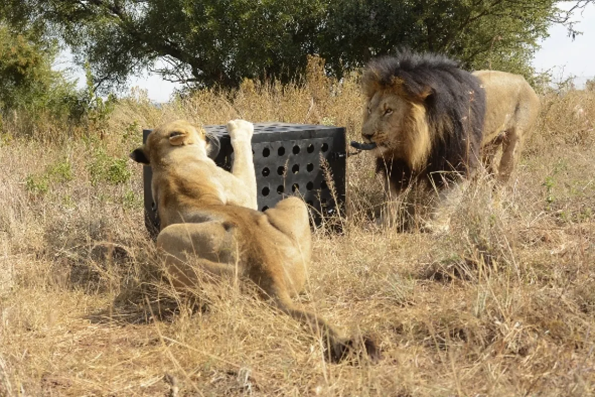 Zabijácké IQ: Lev versus hyena, 2014 - fotogaléria