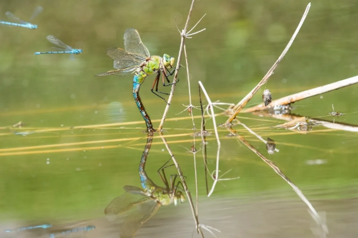 Tajemný svět vážek (Dragons & Damsels: Ultimate Insects), 2019 - fotogaléria