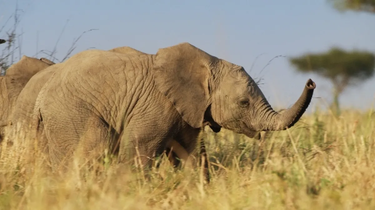 Zázračná planéta: Serengeti - fotogaléria