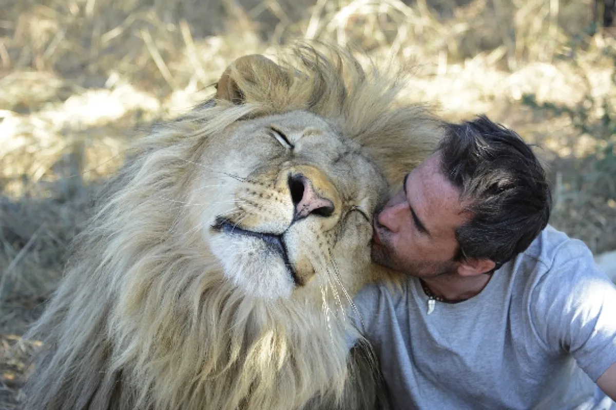 Zabijácké IQ: Lev versus hyena, 2014 - fotogaléria