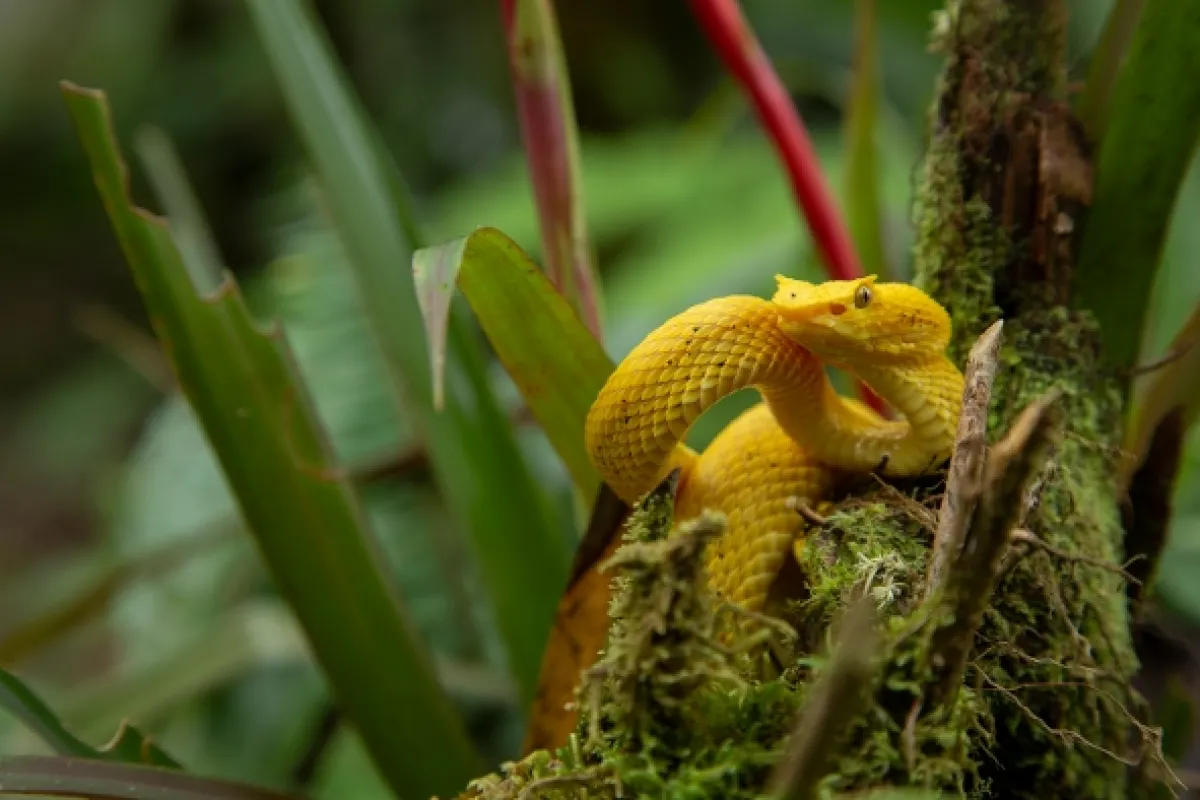 Nejpodivnější hadi světa (World’s Weirdest Snakes), 2020 - fotogaléria