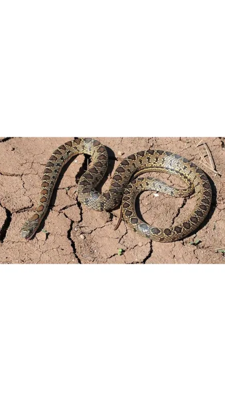 Nejpodivnější hadi světa (World’s Weirdest Snakes), 2020 - fotogaléria