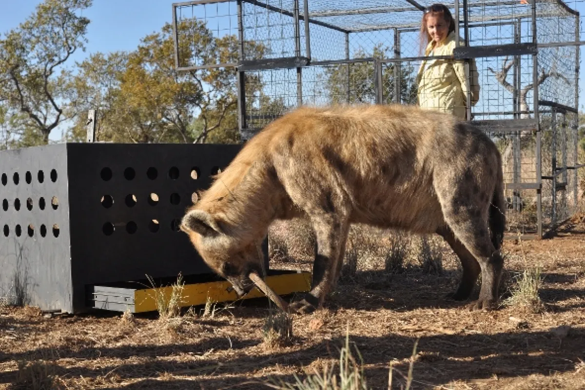 Zabijácké IQ: Lev versus hyena, 2014 - fotogaléria
