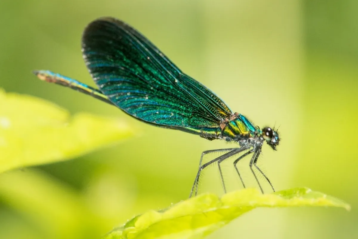 Tajemný svět vážek (Dragons & Damsels: Ultimate Insects), 2019 - fotogaléria