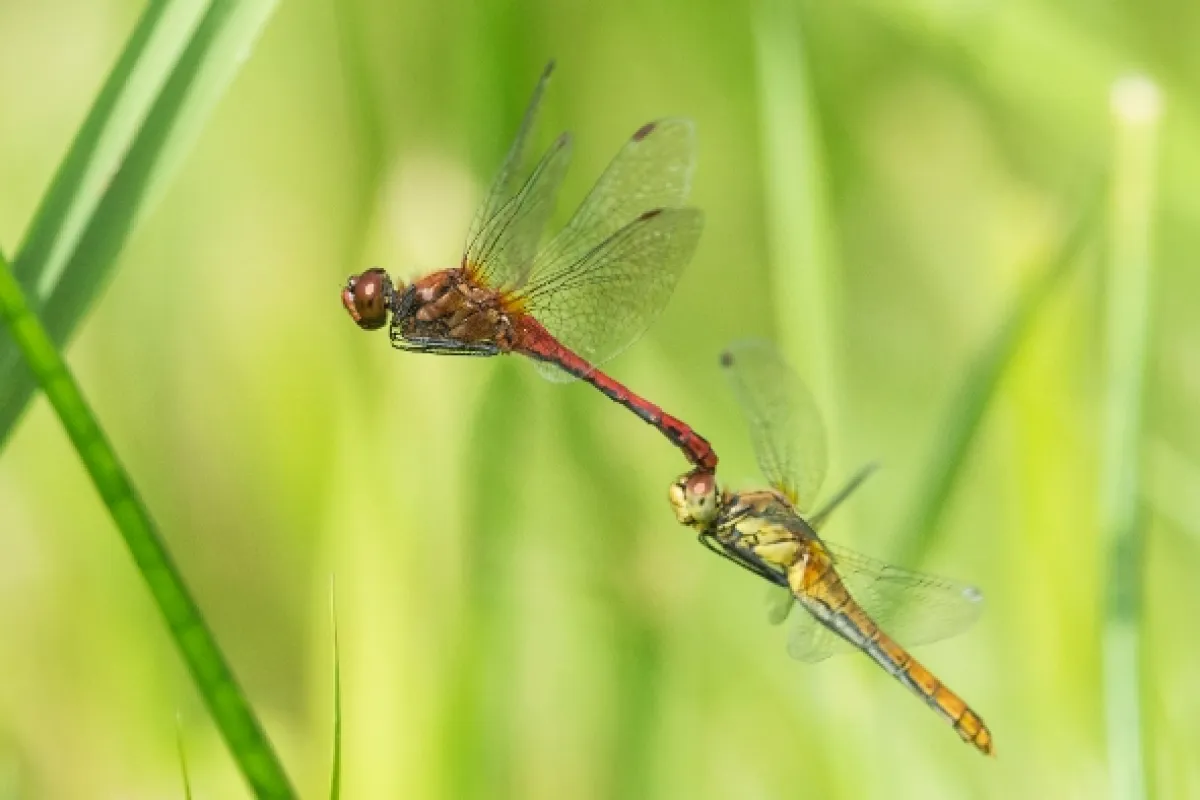Tajemný svět vážek (Dragons & Damsels: Ultimate Insects), 2019 - fotogaléria
