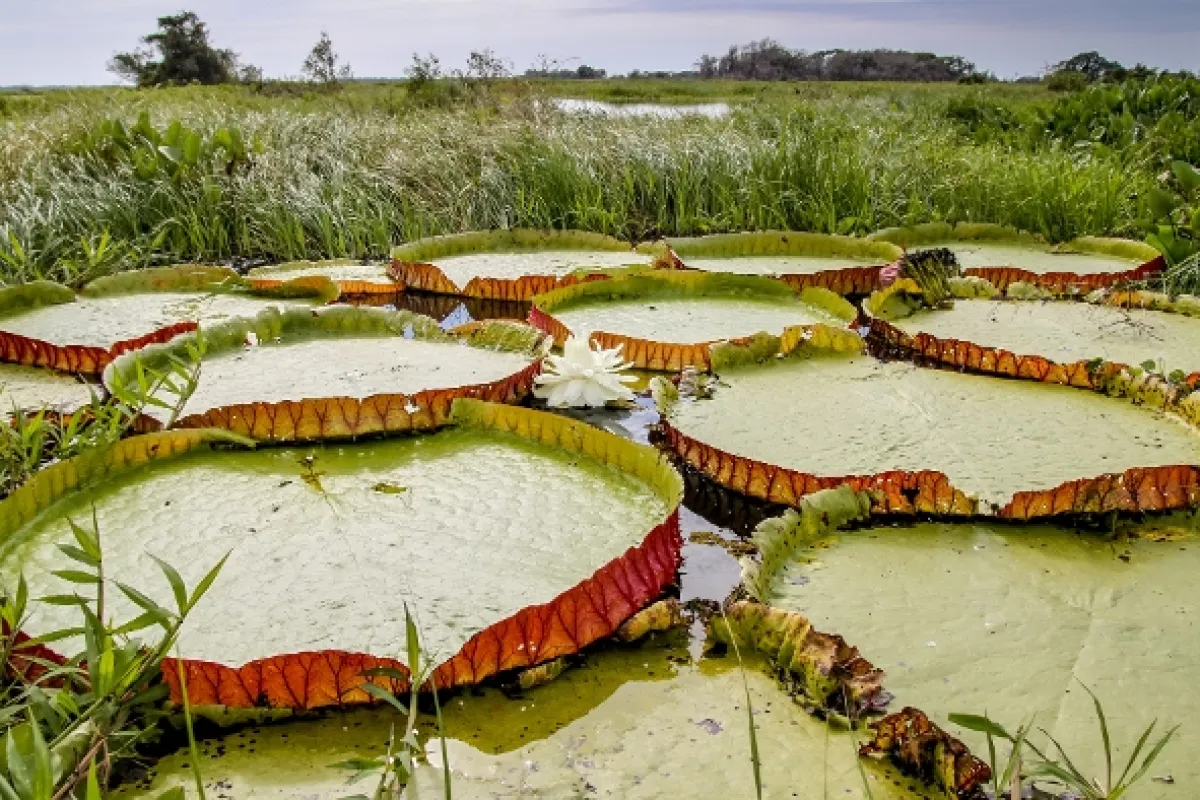 Zázračná planéta: Zelená planéta - fotogaléria