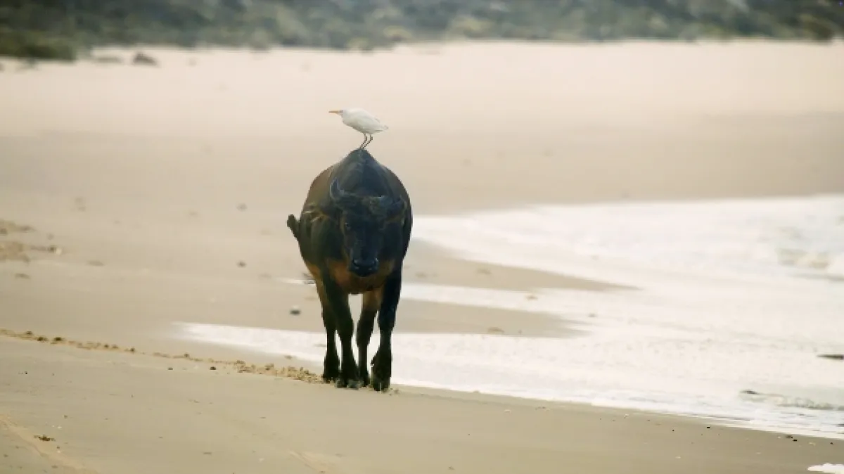 Gabon: Surfující hroši (Surfing Hippos: Gabon’s Jungle Beach), 2024 - fotogaléria