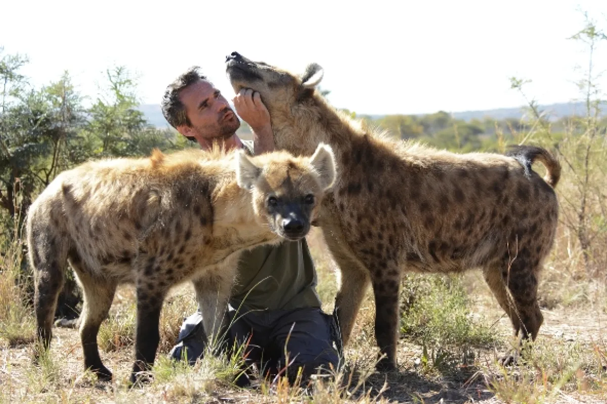 Zabijácké IQ: Lev versus hyena, 2014 - fotogaléria