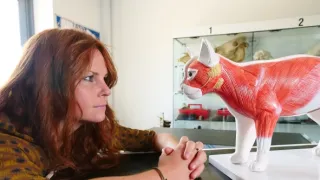 Mačacie príbehy