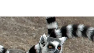 V zemi primátů (4)