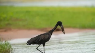 Africká abeceda
